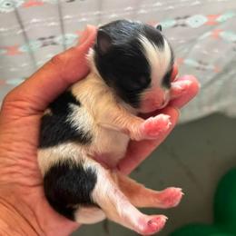 Big Sister - Black parti female Pomeranian puppy in Jefferson City, Missouri from MJ’s Pomeranians