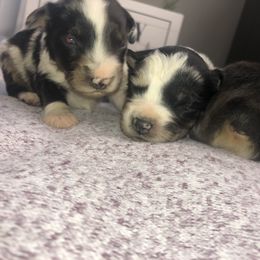 Australian Shepherd Puppies from Powell’s Australian Shepherds