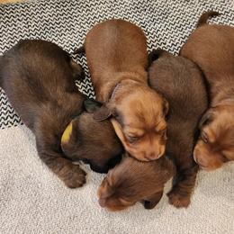Dachshund Puppies from Dogwood Acre Dachshunds