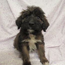 Aussiedoodle, Australian Shepherd, and Poodle Puppies from Kay Kay's Pupper Patch