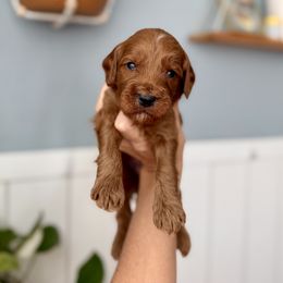 Forrest - Red  male Goldendoodle puppy in Las Vegas, Nevada from Dose of Doodles