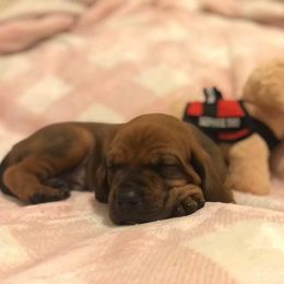 Redbone Coonhound Puppies from Helper Hounds