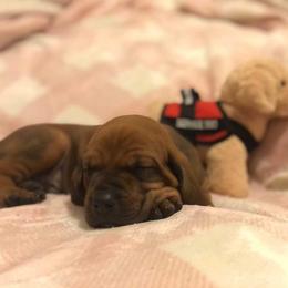 Redbone Coonhound Puppies from Helper Hounds
