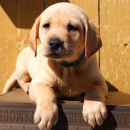 Labrador Retriever Puppies from Triple B Kennel