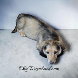 Eliot - Cream male Dachshund puppy in Oklahoma City, Oklahoma from OkieDoxieland Dachshunds