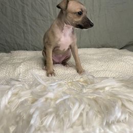 Italian Greyhound Puppies from Kentucky Greyhounds