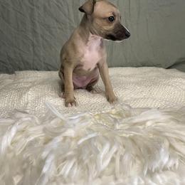 Italian Greyhound Puppies from Kentucky Greyhounds