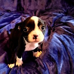 Boston Terrier Puppies from The Christian Bostons