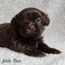 Shih Tzu Puppies from Beirin Breige Shih Tzus