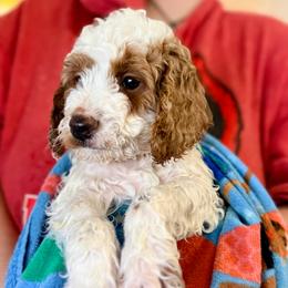 Alfalfa - Parti male Assorted Doodle Crosses puppy in Madison, Georgia from Porchlight Puppies