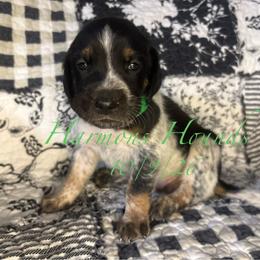 Goose - Blue ticked and tan male Bluetick Coonhound puppy in Mount Pleasant, Texas from Harmons Hounds