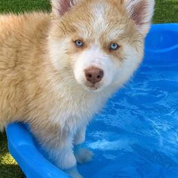 Fred - Red and white male Pomsky puppy in Winston, Oregon from Arctic Tails Spitz