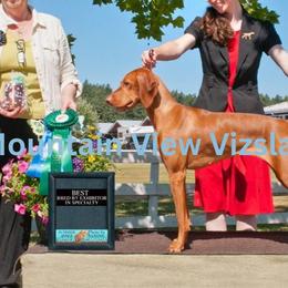 Reagan - Vizsla