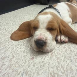 Black collar- Diego - Red and white male Basset Hound puppy in Park City, Kansas from Stegmans Basset Hounds