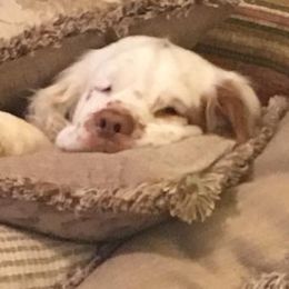 Clumber Spaniels from Stonecrest