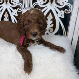 Goldendoodle and Poodle Puppies from Northern Heart Standards
