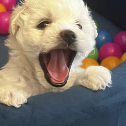 Snow Angels Princess Dior - White female Bichon Frise puppy in Anza, California from Top Shepherd - Snow Angels Bichon Frisé, Maltise.