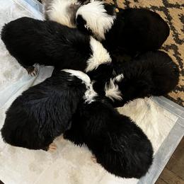 Australian Shepherd Puppies from Kelly Arndt