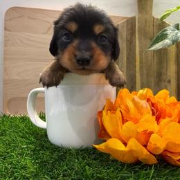 Longhair Boy 3500 - Black and tan male Dachshund puppy in Apopka, Florida from The HotDog Stand