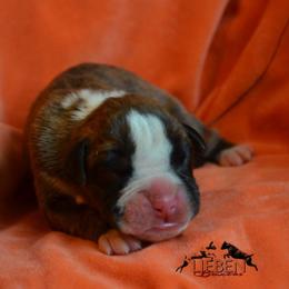 Hemi - Brindle male Boxer puppy in Earlsboro, Oklahoma from Lieben Boxers