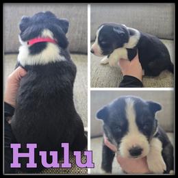 Hulu - Black and white female Siberian Husky puppy in Wheeler, Michigan from Haase Family Kennels