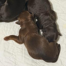 Girl 2 - Parchment female Australian Labradoodle puppy in Mount Gilead, North Carolina from Tillery Labradoodles