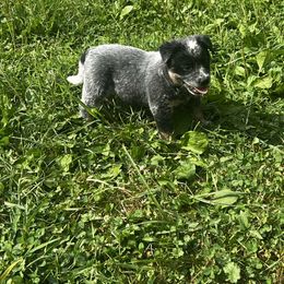 Blue male 1 - Blue mottled male Australian Cattle Dog puppy in Apollo, Pennsylvania from Circle V Ranch Cattle Dogs