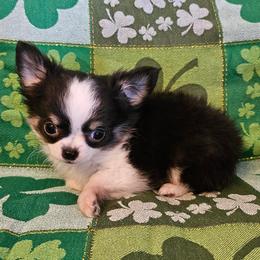 AKC Champion Sired Ariel - Black and white female Chihuahua puppy in Newport, Maine from Pinewood Acres Chihuahuas