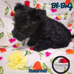 Blue Collar Female, black-brindle, Bl-Br-G - Black brindle female Scottish Terrier puppy in Roslyn, South Dakota from Viceroy's Kennel LLC