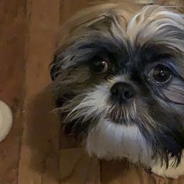 Shih Tzus from Universal Dynasty Kennels