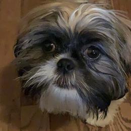 Shih Tzus from Universal Dynasty Kennels
