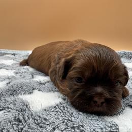 Cedar - Chocolate male Shih Tzu puppy in Avondale, Arizona from Riley Family Shih Tzus