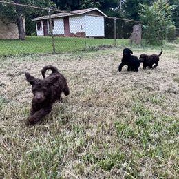 Goldendoodle and Poodle Puppies from Syren House Doodles & Poodles