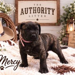 Mercy - Tiger female Perro de Presa Canario puppy in Goshen, Alabama from Mesquite Creek Kennels