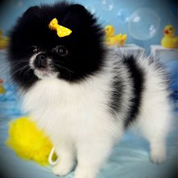 AKC Ruby 3500 - Black parti female Pomeranian puppy in Oklahoma City, Oklahoma from Belle House Pomeranians