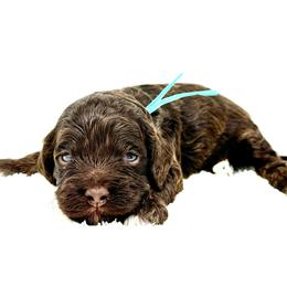 Light blue collar boy - Brown and tan male Cockapoo puppy in Oologah, Oklahoma from Timber Hills Poodles and Doodles