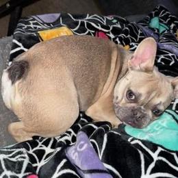 French Bulldog puppies from Dreaming of Dachshunds
