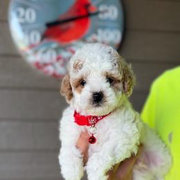 Casper - Parti male Goldendoodle puppy in Runaway Bay, Texas from Green Ranch Doodles