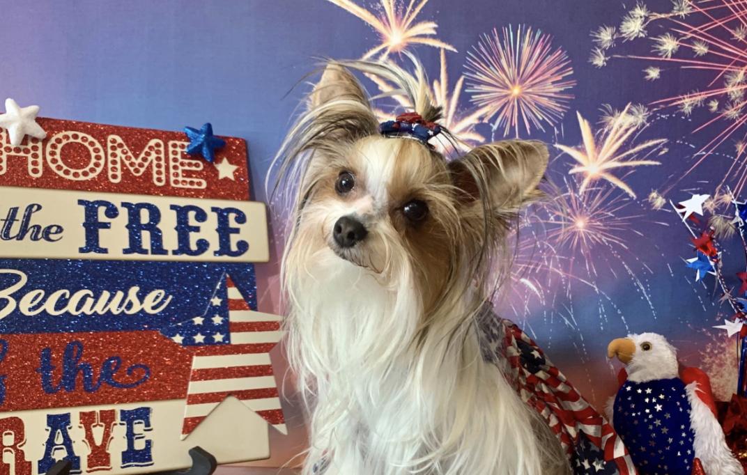 Vino’s Pawfect Yorkies in Tennessee Yorkshire Terrier puppies Good Dog