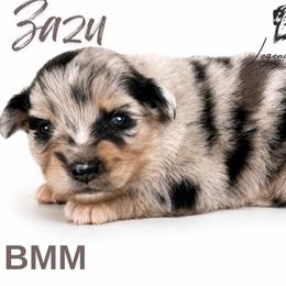 Zazu - Blue merle male Miniature American Shepherd puppy in Leitchfield, Kentucky from Legendmaker MAS