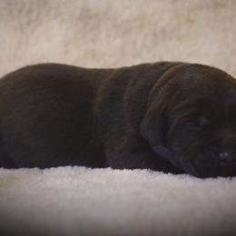 Labrador Retriever Puppies from R Little Retrievers