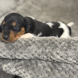 Tinsel - Piebald female Dachshund puppy in Georgetown, South Carolina from Muddy Bay Kennels