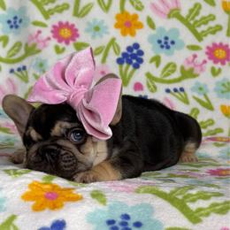 Ty - Tricolors female French Bulldog puppy in Sterling Heights, Michigan from Freshwater Frenchies