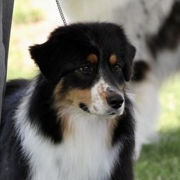 Pink - Australian Shepherd