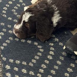 Bernedoodle All Grown Up from Terri Suchy