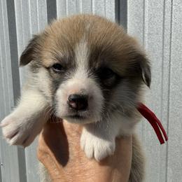 Red Collar Female - Sable female Pembroke Welsh Corgi puppy in Victoria, Texas from Clear Creek Corgis