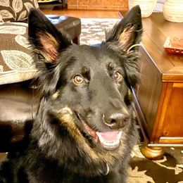 Bohemian Shepherd All Grown Up from Bohemia Schubertus