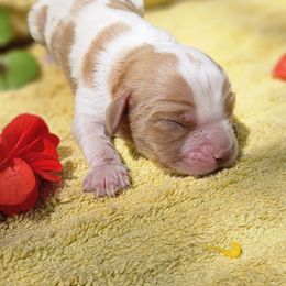 Bisquit - Blenheim male Cavalier King Charles Spaniel puppy in Charity, Missouri from Missouri. Cavaliers