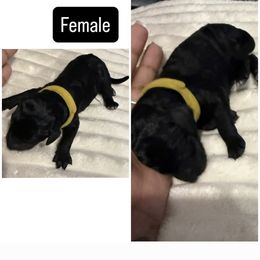 Yellow Collar - Black female Poodle puppy in League City, Texas from Chauffeured Poodles