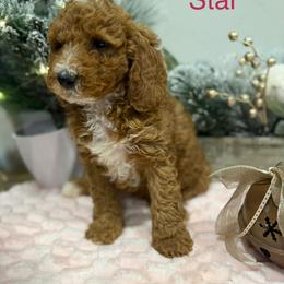 Star - Apricot female Poodle puppy in Salt Lake City, Utah from Premier Paws